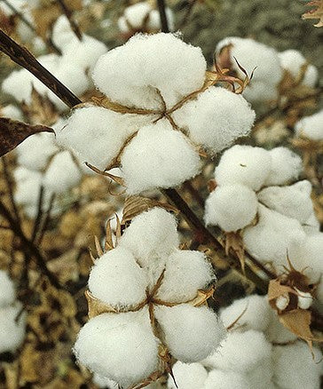 World Cotton Day